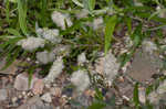 Coastal plain willow